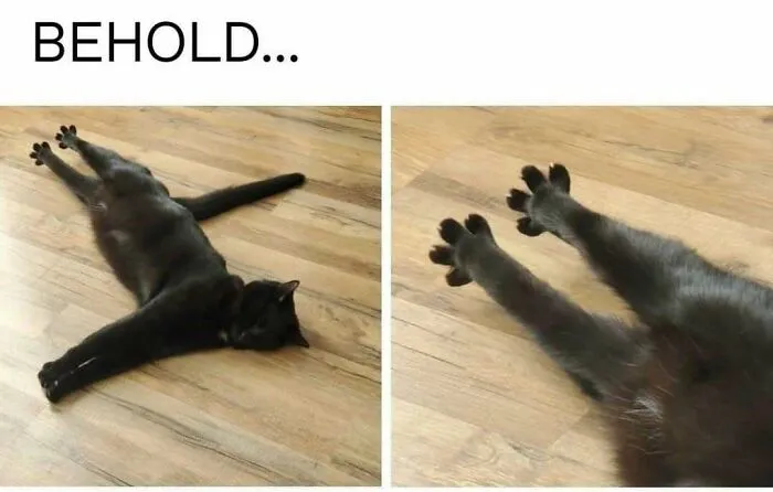 Feline Lovers Assemble, These 46 Amusing Cat Memes Might Be Just What You Need