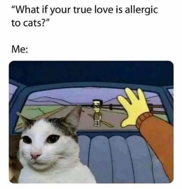Feline Lovers Assemble, These 46 Amusing Cat Memes Might Be Just What You Need