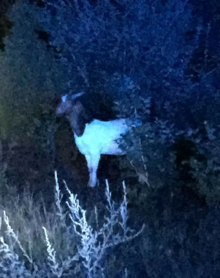 A Goat Gets Out In Tewksbury