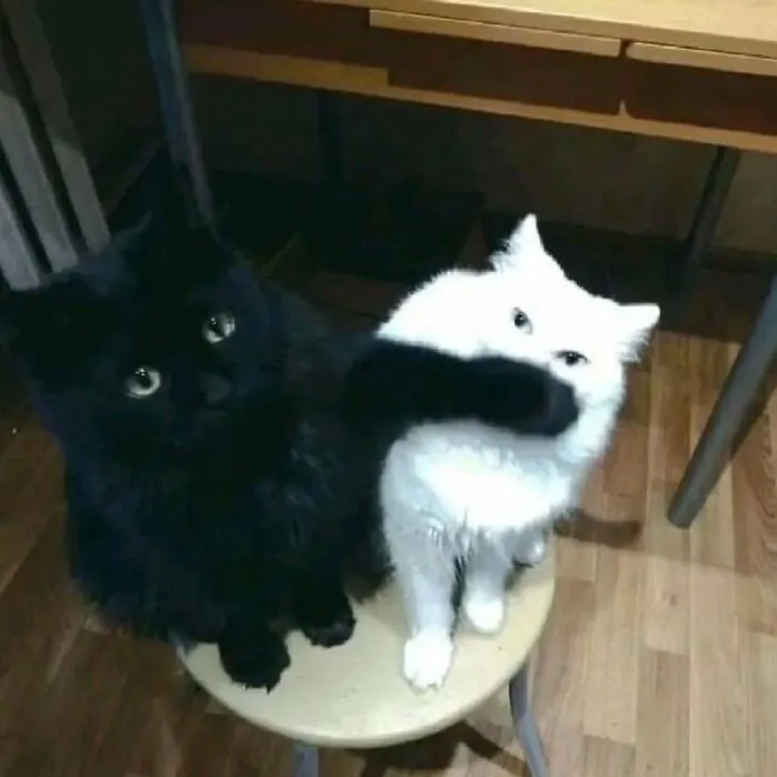 50 Cat Pics That Might Make Your Day A Little Better