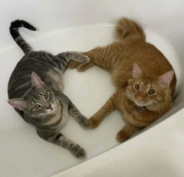 50 Cat Pics That Might Make Your Day A Little Better