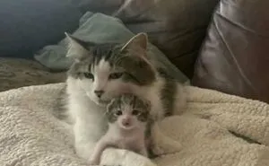 50 Cat Pics That Might Make Your Day A Little Better