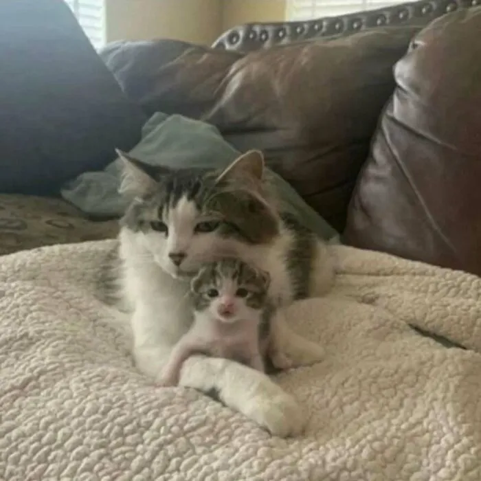 Funny-Cute-Cat-Pics