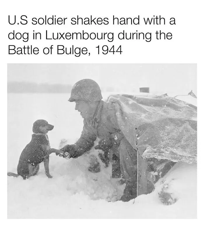 U.S. soldier in 1944 shakes hands with a dog during the Battle of the Bulge, a historic fact to share with the family.
