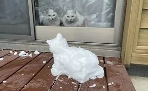 50 Cat Pics That Might Make Your Day A Little Better