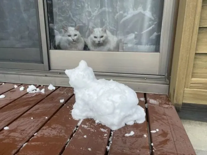 Funny-Cute-Cat-Pics