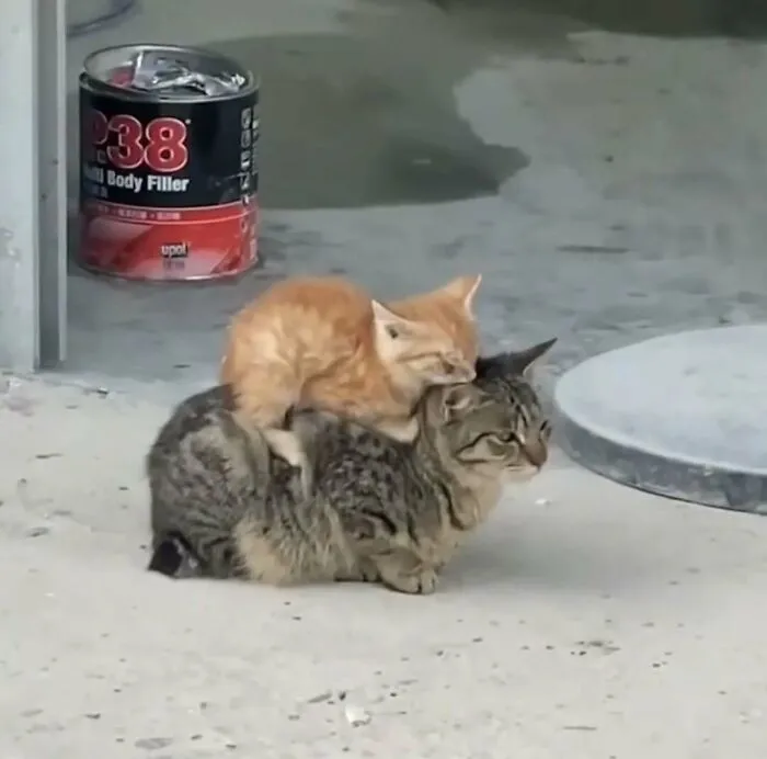 50 Cat Pics That Might Make Your Day A Little Better