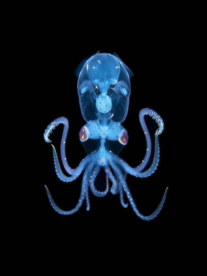 30 Enchanting Photos Capturing Wildlife By Kat Zhou