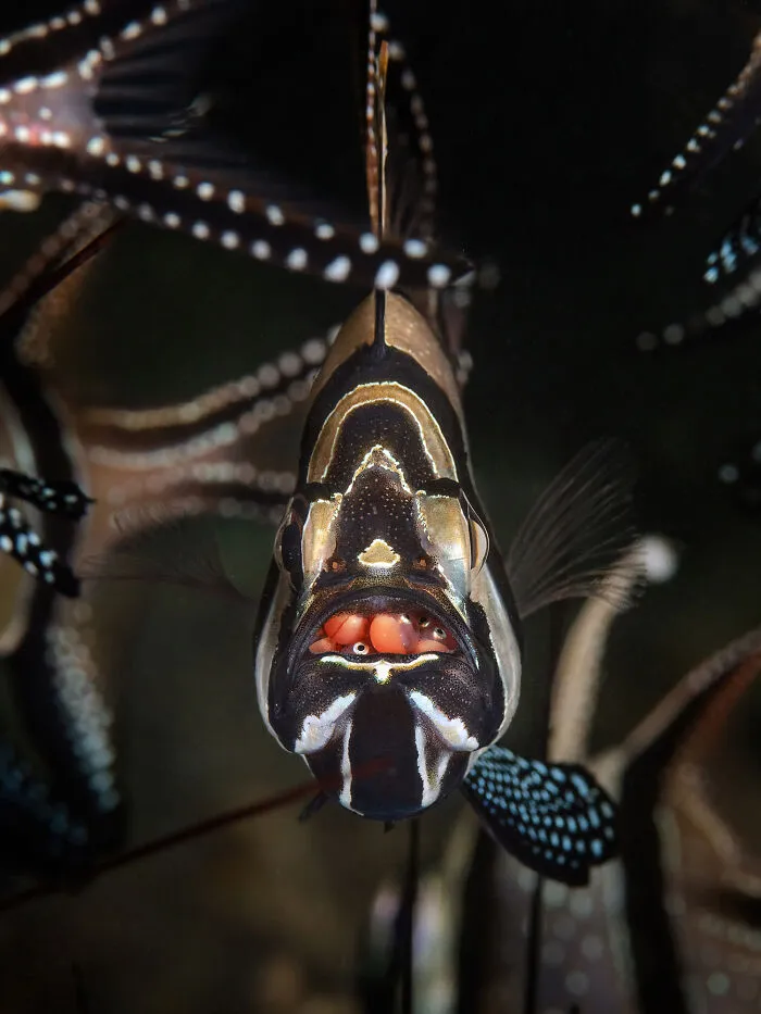 30 Enchanting Photos Capturing Wildlife By Kat Zhou