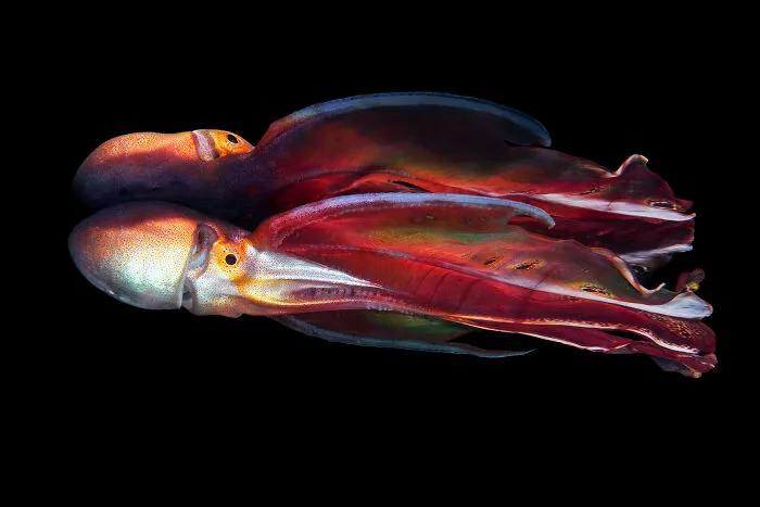 30 Enchanting Photos Capturing Wildlife By Kat Zhou