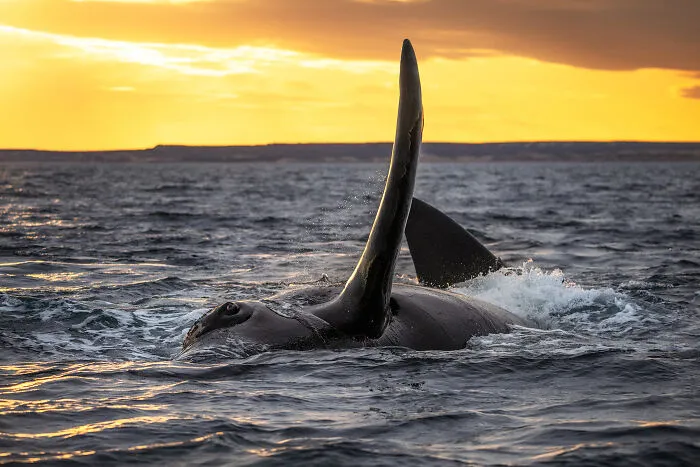 30 Enchanting Photos Capturing Wildlife By Kat Zhou