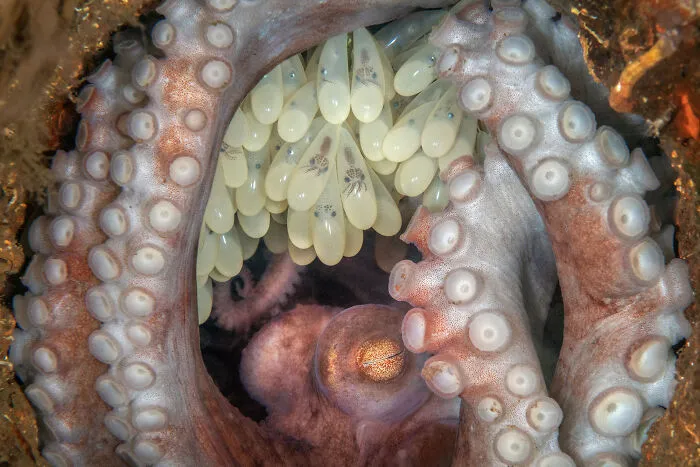 30 Enchanting Photos Capturing Wildlife By Kat Zhou