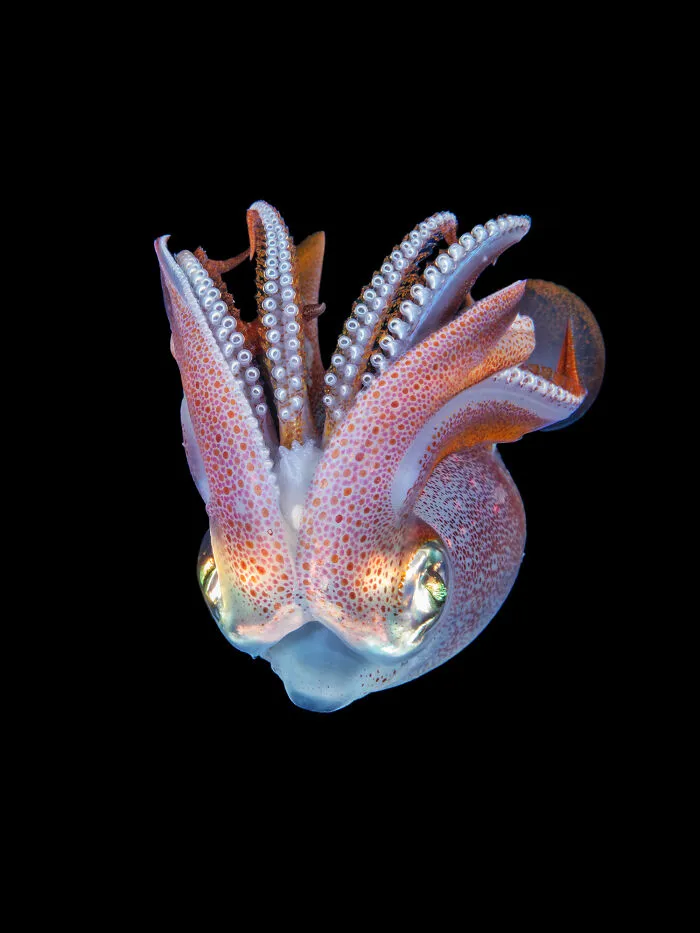 30 Enchanting Photos Capturing Wildlife By Kat Zhou