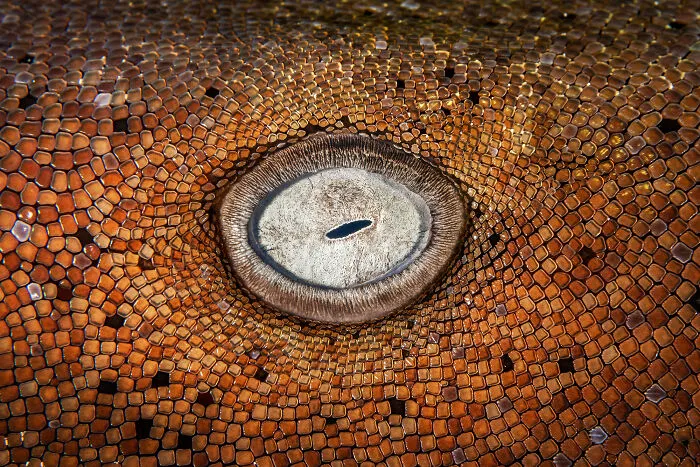 30 Enchanting Photos Capturing Wildlife By Kat Zhou