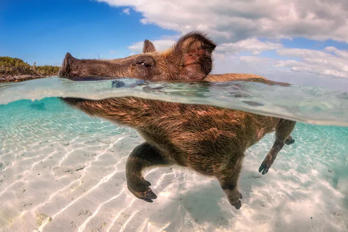 30 Enchanting Photos Capturing Wildlife By Kat Zhou