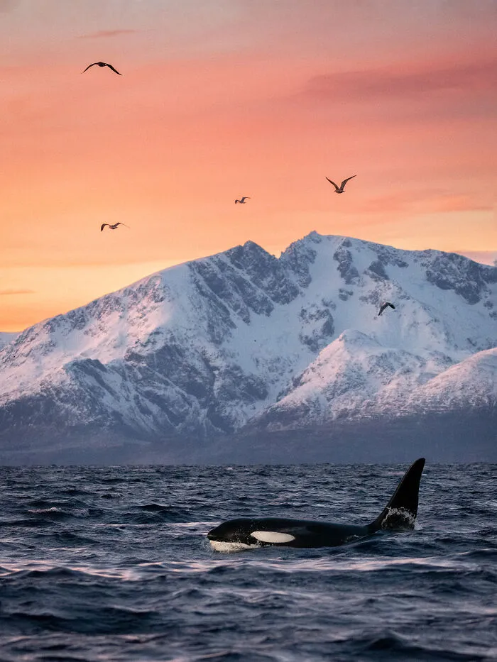 30 Enchanting Photos Capturing Wildlife By Kat Zhou