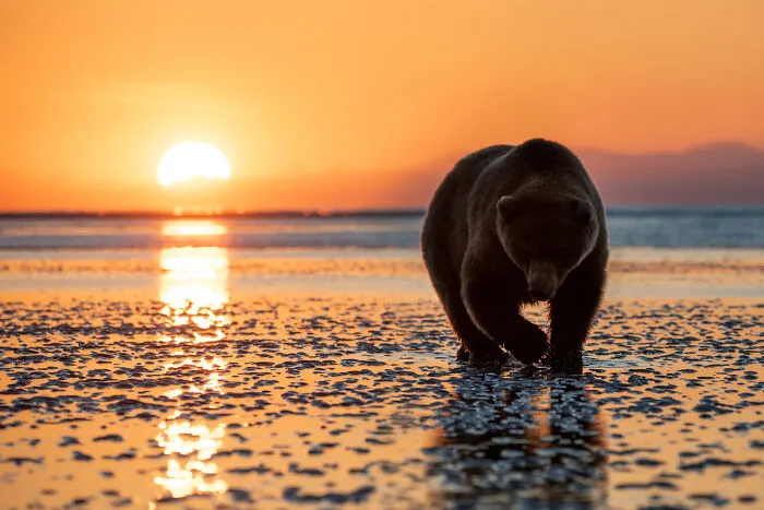 30 Enchanting Photos Capturing Wildlife By Kat Zhou