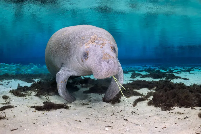 30 Enchanting Photos Capturing Wildlife By Kat Zhou