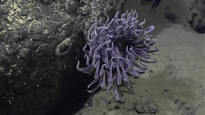 Purple Anemone Next To What Appears To Be An Eye Of A Super-Camouflaged Fish. Or Perhaps Just Some Weird Reflective Property Of A Rock