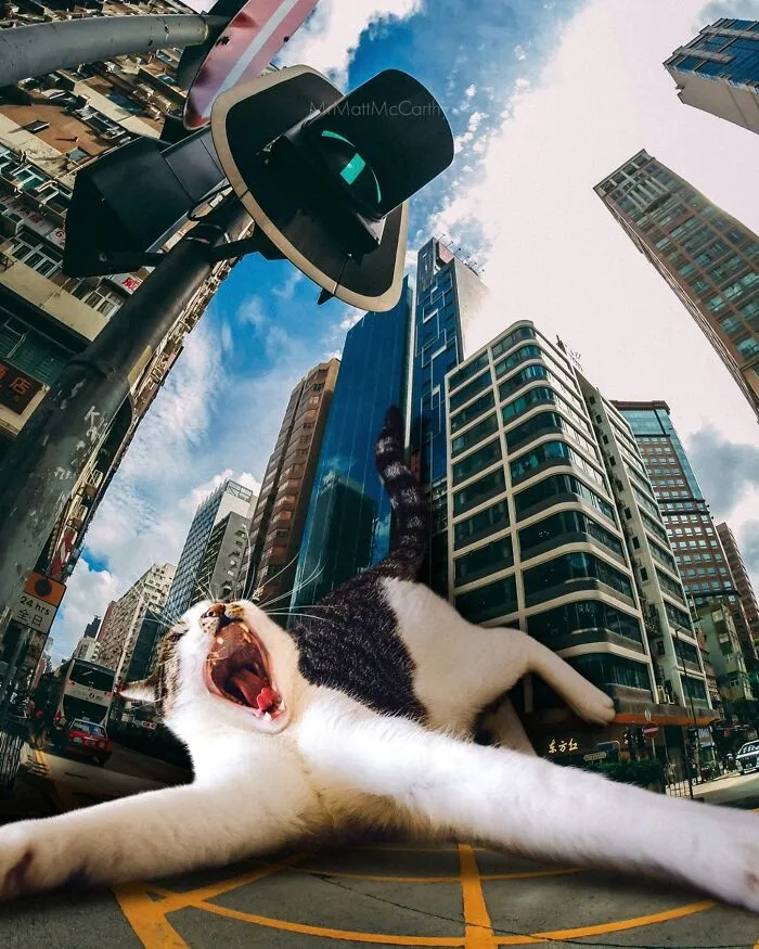 Artist Imagines Surreal Parallel Universe Where Giant Cats Reign, And Here Are 30 New Pieces