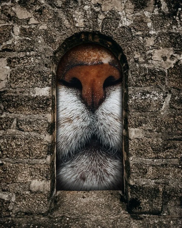 Artist Imagines Surreal Parallel Universe Where Giant Cats Reign, And Here Are 30 New Pieces