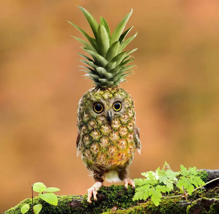 Pineapple Owl