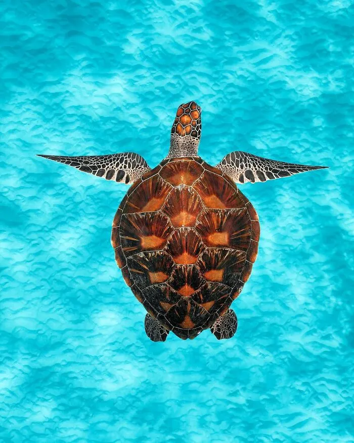 Colorful Underwater World Captured By Ocean Photographer Jordan Robins (48 Pics)