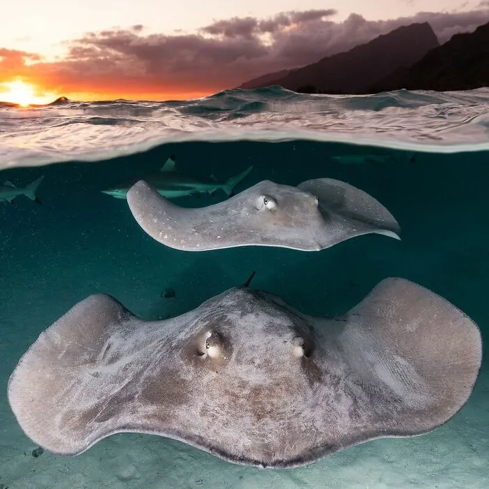 Stingrays swimming at sunset, showcasing ocean meets sky scenery.