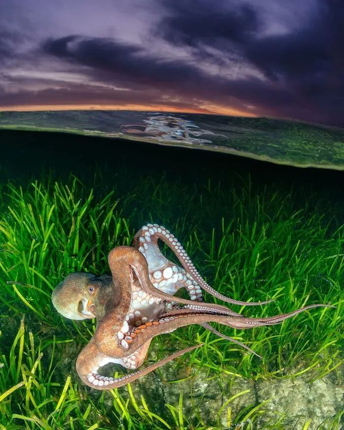 Colorful Underwater World Captured By Ocean Photographer Jordan Robins (48 Pics)