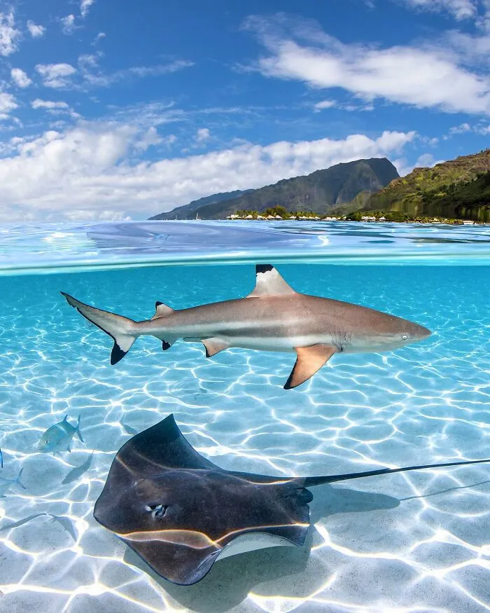 Shark and stingray underwater with mountains in the background, showcasing the magical ocean world.