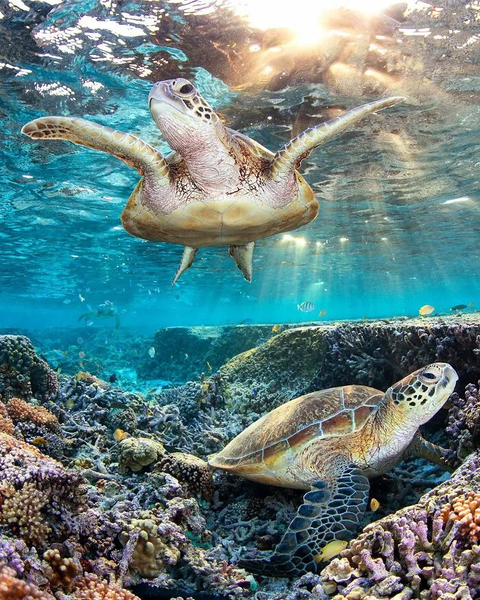 Sea turtles swim gracefully where ocean meets sky, captured by Jordan Robins in vibrant underwater scenery.
