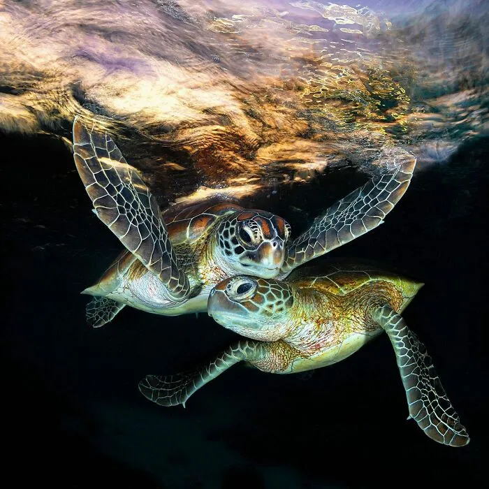 Colorful Underwater World Captured By Ocean Photographer Jordan Robins (48 Pics)