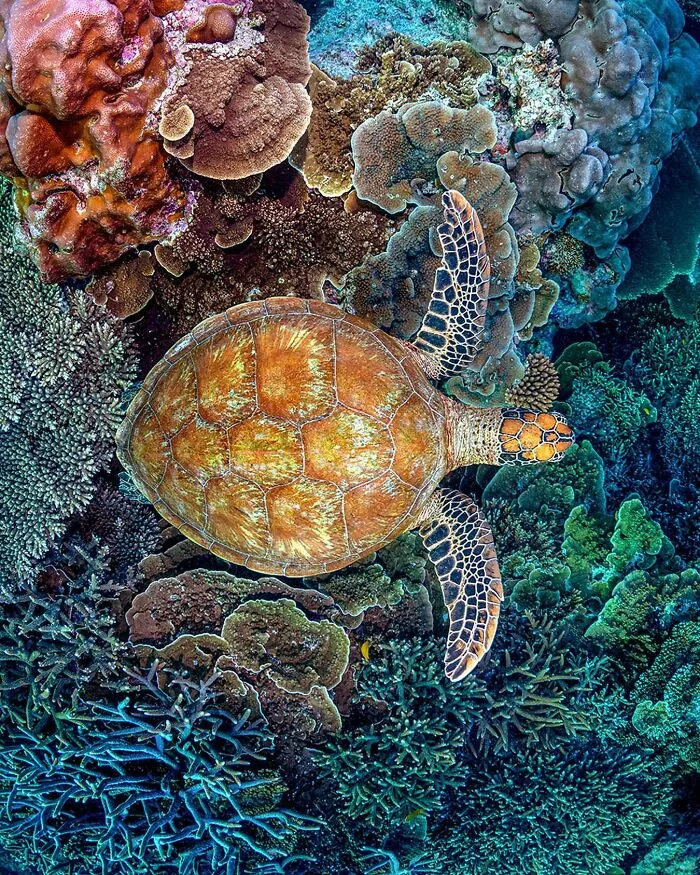 Colorful Underwater World Captured By Ocean Photographer Jordan Robins (48 Pics)
