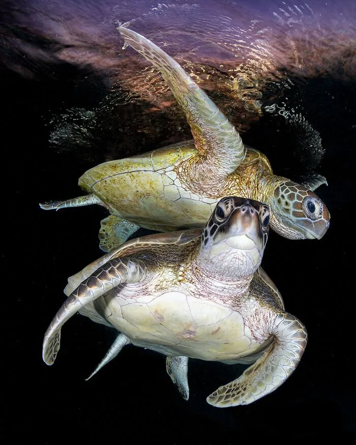 Colorful Underwater World Captured By Ocean Photographer Jordan Robins (48 Pics)