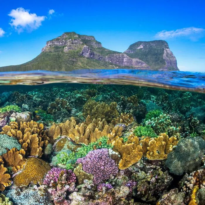 Vivid coral reef beneath clear ocean water under a bright blue sky, with lush green mountains in the background.