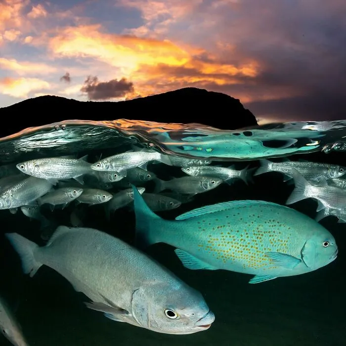 Over-under shot of fish swimming beneath a vibrant sunset, showcasing where ocean meets sky.