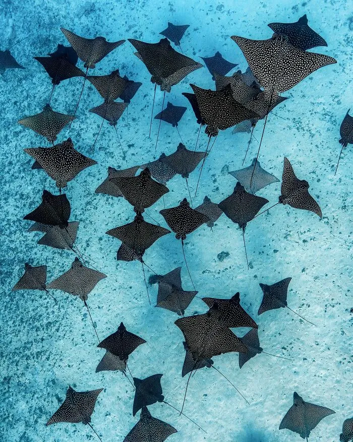 Colorful Underwater World Captured By Ocean Photographer Jordan Robins (48 Pics)