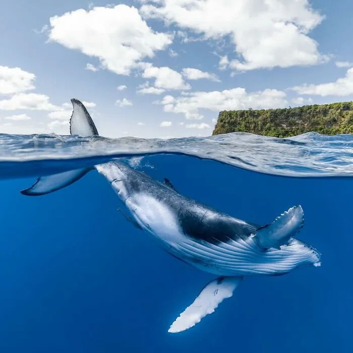 Colorful Underwater World Captured By Ocean Photographer Jordan Robins (48 Pics)
