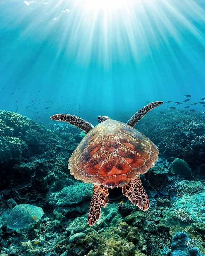 Colorful Underwater World Captured By Ocean Photographer Jordan Robins (48 Pics)