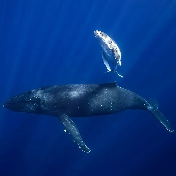 Colorful Underwater World Captured By Ocean Photographer Jordan Robins (48 Pics)