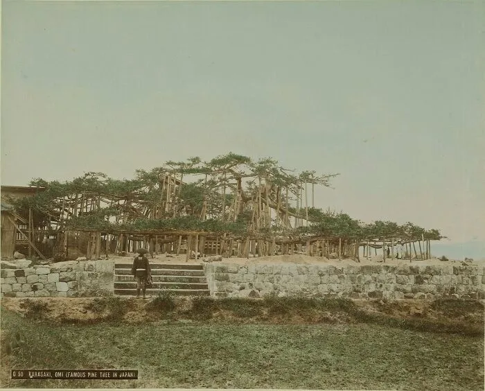 Karasaki, Omi (The Most Famous Pine Trees In Japan)
