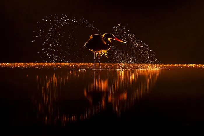 30 Enchanting Photos Capturing Wildlife By Kat Zhou