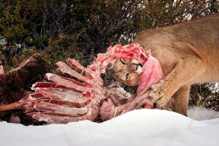 30 Enchanting Photos Capturing Wildlife By Kat Zhou