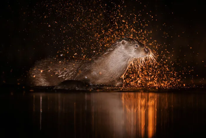 30 Enchanting Photos Capturing Wildlife By Kat Zhou