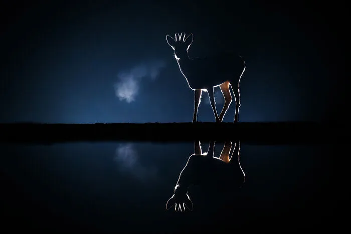 30 Enchanting Photos Capturing Wildlife By Kat Zhou
