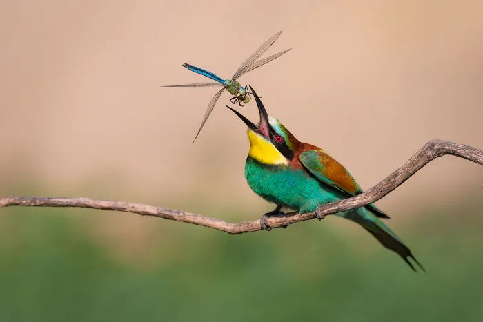 30 Enchanting Photos Capturing Wildlife By Kat Zhou