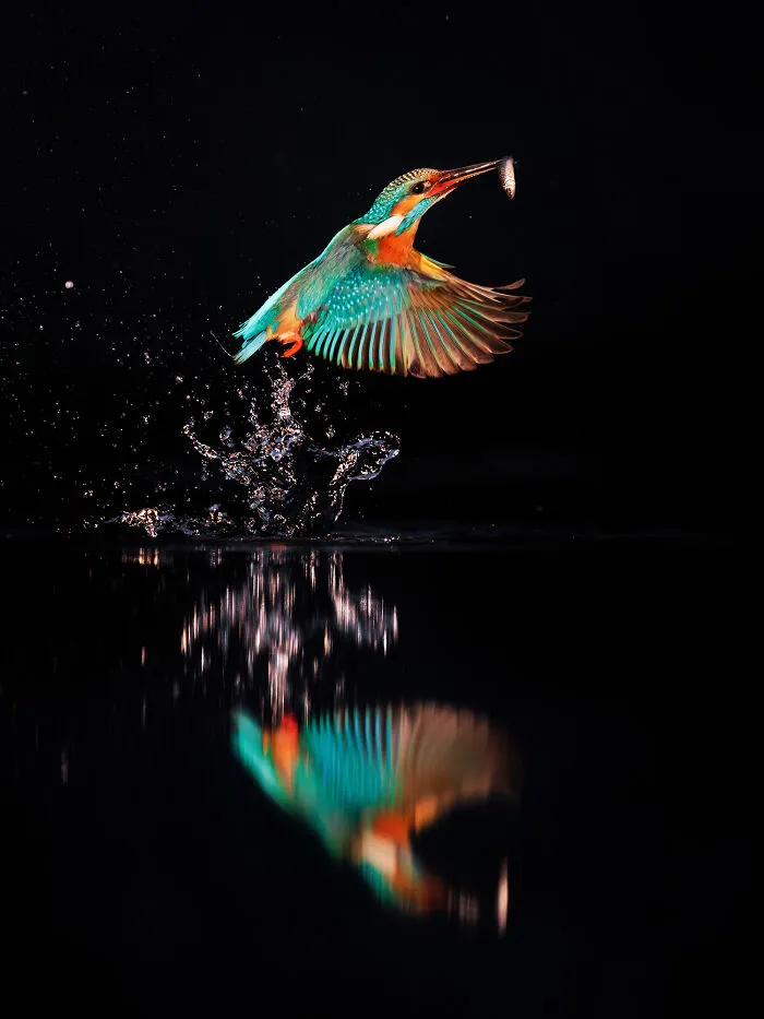 30 Enchanting Photos Capturing Wildlife By Kat Zhou