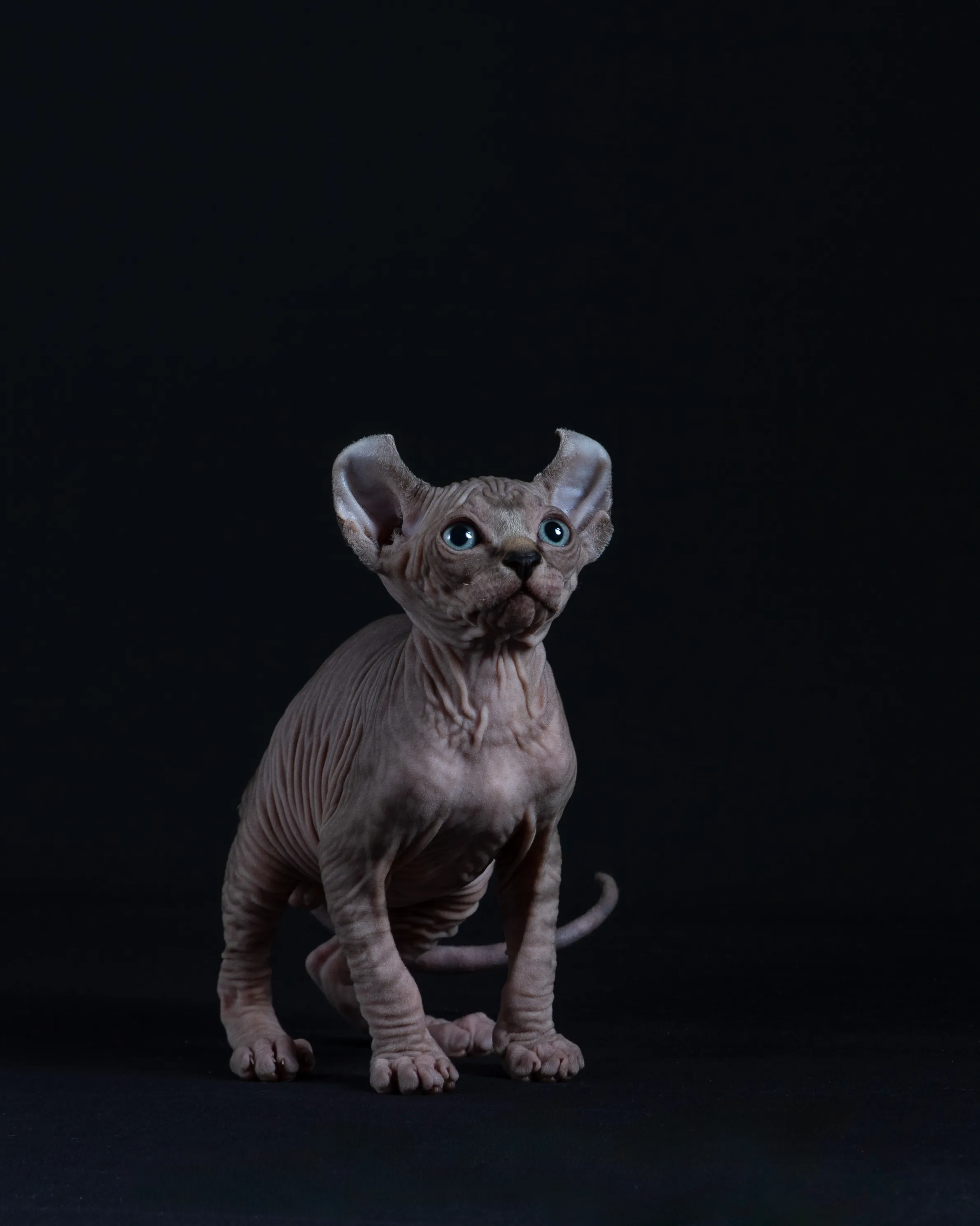 Beautiful Sphynx Kittens