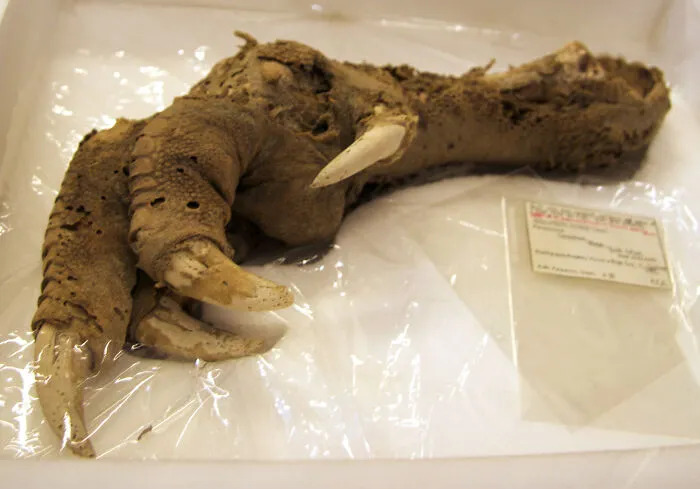 The Claw Of A Moa, A New Zealand Bird That Went Extinct 600 Years Ago, Has Been Preserved