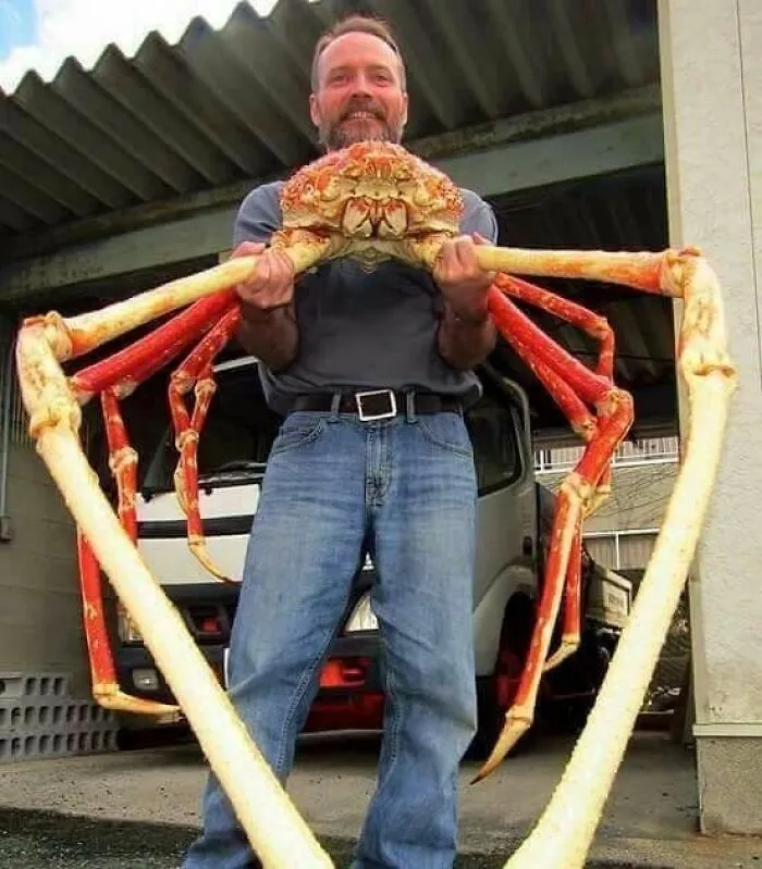 Huge Japanese Spider Crab